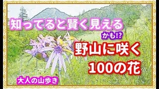 【花の名前を知りたい#1】野山に咲く花100　#山野草