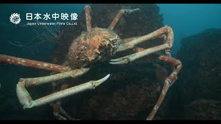 世界最大のカニに遭遇！タカアシガニ Encountering the biggest crab! "Giant Japanese Spider Crab" suitube7!