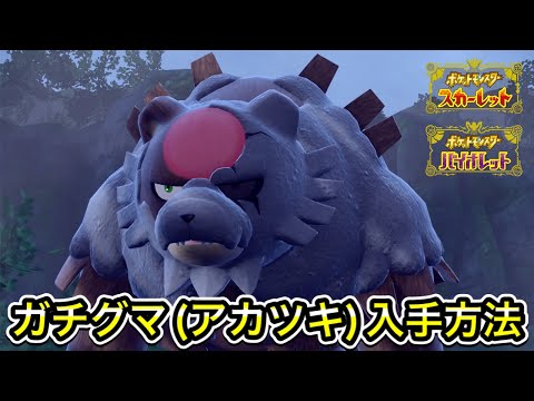 【ポケモンSV】ガチグマ(アカツキ)の入手方法！出現場所を教えます