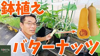 【家庭菜園】丈夫で育てやすい！バターナッツを鉢で栽培しよう！【ベランダ菜園】