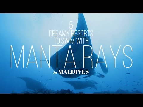 🌟 The Best Maldives Luxury Resorts To Swim With Manta Rays 🌟