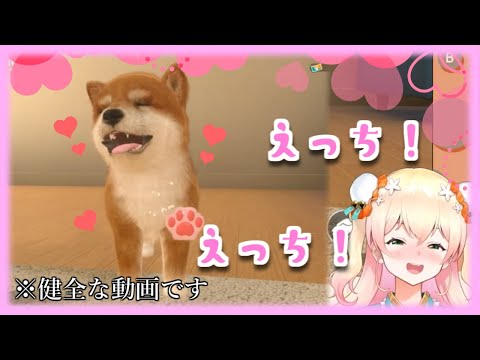 飼い始めた柴犬のかわいさに限界化する桃鈴ねね【ホロライブ切り抜き】