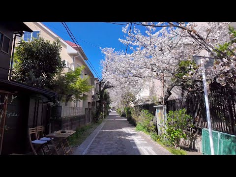 【4K Japan】Walk in Spring Kamakura Japan. Visit the old shrines and temples.