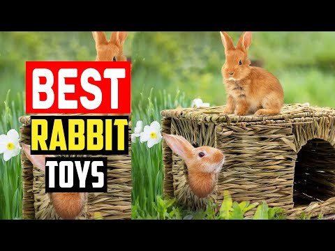 ✅The 5 Best Rabbit Toys of 2023