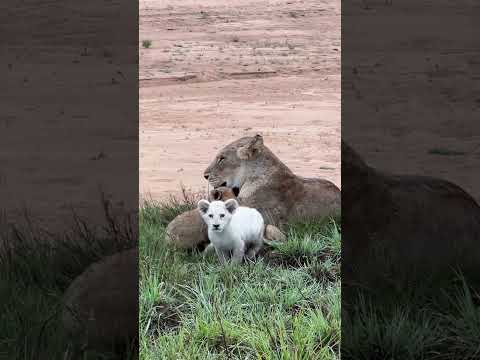 OUR HONEYMOON SAFARI EXPERIENCE IN SOUTH AFRICA 😮