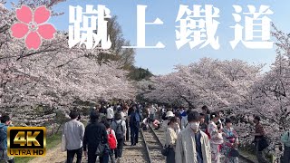 2023 京都賞櫻景點 🌸京都蹴上鐵道櫻滿開 I 琵琶湖疏水記念館最美拍攝地點 I 全長582公尺的舊鐵道 I 4K Japan Kyoto Cherry Blossom