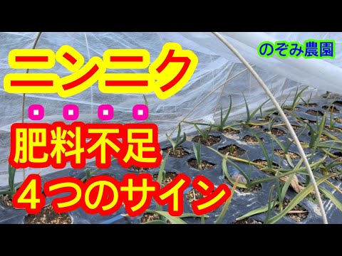 【ニンニク】足りてる？肥料不足の４つのサインを解説します。◯◯を見たら、分かります。