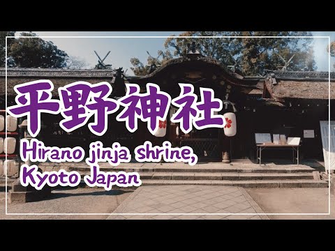 【3min Kyoto】3分で巡る「平野神社」~Hirano jinja shrine, Kyoto Japan~