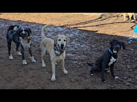 How do I become a dog trainer? 🐶 fetch with Rocky Lab and friends.