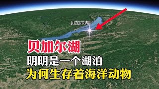 用衛星地圖了解，貝加爾湖明明是一個湖泊，為何生存著海洋動物!#衛星地圖#地理君#地圖