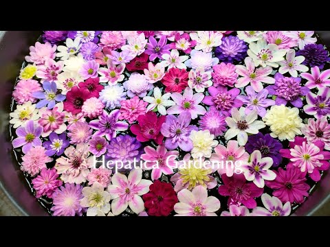 春のガーデニングの楽しみ方｜雪割草｜山野草｜花手水｜花のある暮らし｜🌼Spring has come !🌼