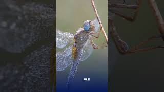 Dragonflies: Tiny Creatures with BIG Skills!