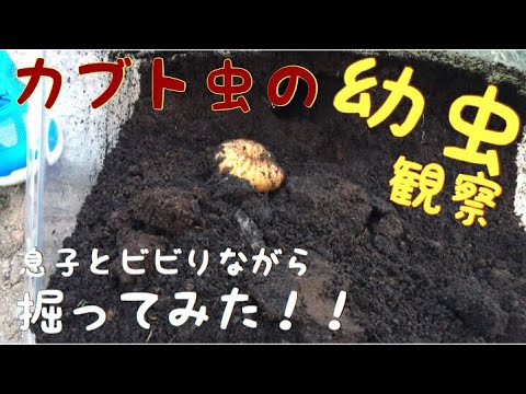 カブトの幼虫！息子とビビりながら観察[カブト虫]蛹になってる‼︎？