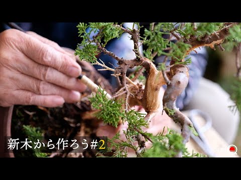 [#2] Let's make juniper from new wood. Shari Attaching Edition [Bonsai Q]