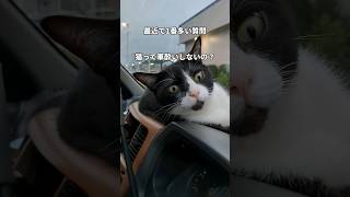 猫と車中泊って大丈夫なの…？ #夫婦 #車中泊 #夫婦旅 #バンライフ #日本一周 #猫#猫と車中泊