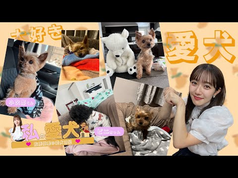 佐藤樹理アナウンサーの愛犬日記✨