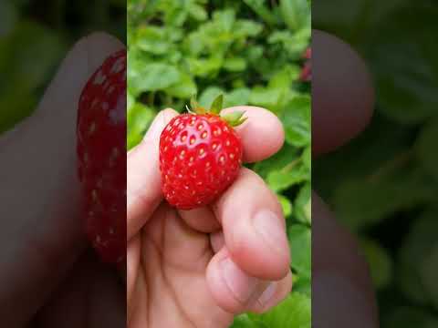 strawberry picking after the rain #shorts