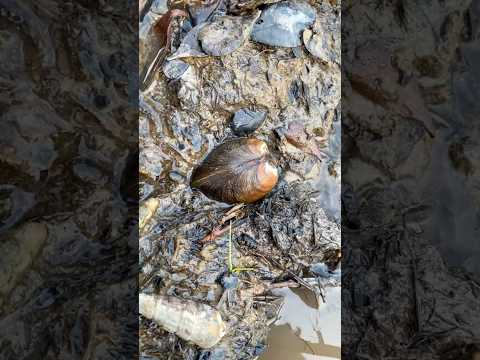 The best pearls harvested in a clam #pearl #clam