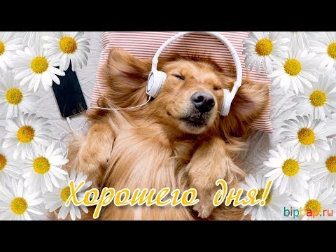 Доброе утро И Удачного дня! Красивая Открытка С Добрым Утром #сдобрымутром