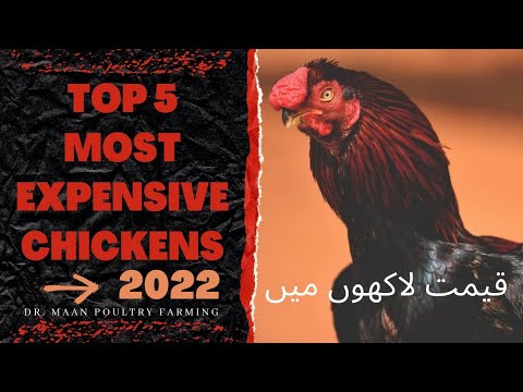 Top 5 Most Expensive Chicken Breeds in World 2022 #top5 #mostexpensive