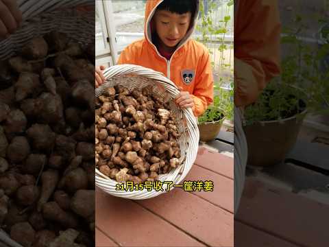 不劳而获的洋姜 Sunchokes