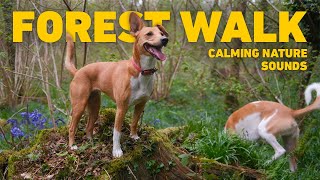 [NO ADS] Dog TV for Dogs to Watch 🐕 Virtual Dog Walk with Nature Sounds 🌲 Videos for Dogs