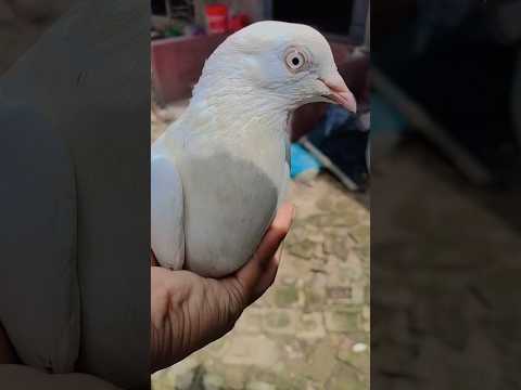 Siya kabutor 🕊️ #kabutar#pigeon#shorts #trendingshorts#trending #shortvideo#youtube