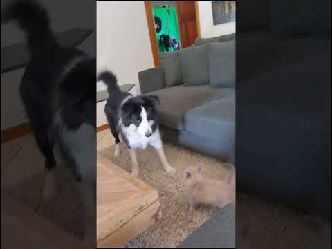 David vs Goliath | Dr. Evan Shaw #petsplaying #cats #dogs #veterinary #fleamail #drevan