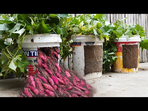 Grow Sweet Potatoes in Plastic Containers! The Result Was Surprising! Big And Lots Of Tubers!