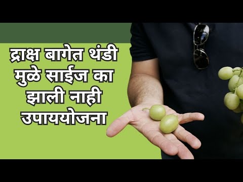 shrihari ghumare | द्राक्ष बागेत थंडी मुळे साईज  का झाली नाही उपाययोजना