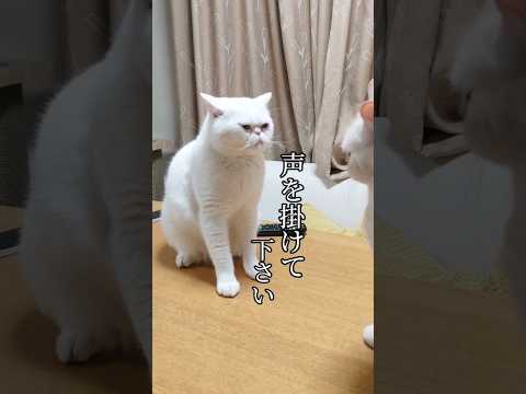 思いやりの境界線#猫動画 #ねこ