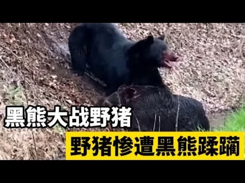 黑熊猎杀野猪。 野猪被黑熊从山脚拉下来，没有出路 | 动物世界