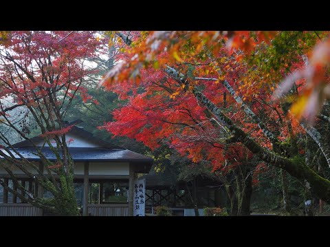 2023吾平山上陵の四季を楽しむお茶会