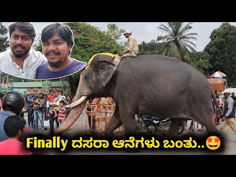 ದಸರಾ ಆನೆಗಳು ಬಂತು| Likhith Shetty Vlogs | Dasara Elephants 2022 |