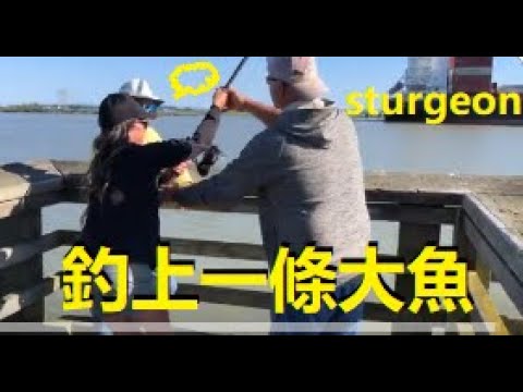 哇！菲沙河Fraser River 裏釣上了一條滅絕的白鲟sturgeon.....請看精彩過程......唐風攝錄 xiao feng news world