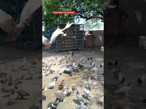 #beautiful #pigeon #pigeonbreeds #whitepigeon #kabootar #pigeonwings #rollerpigeons #shorts #funny