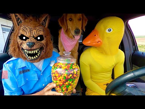 Rubber Ducky Surprises Puppy & Wolf with Car Ride Chase!