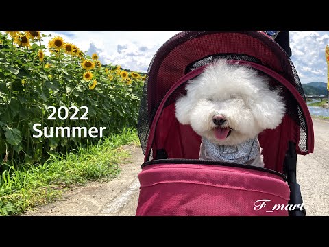 2022 夏の思い出☺️ ｰビションフリーゼ犬ｰ