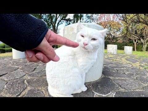 Busy cats refuse human contact