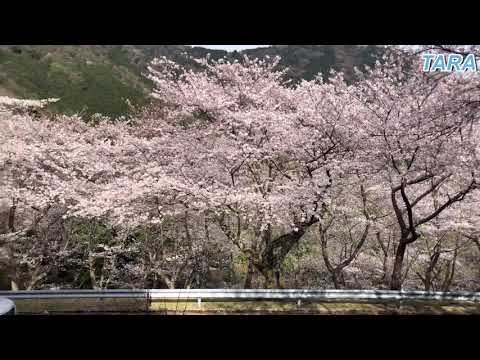 TARAちゃん日記　野呂山のさくら🌸