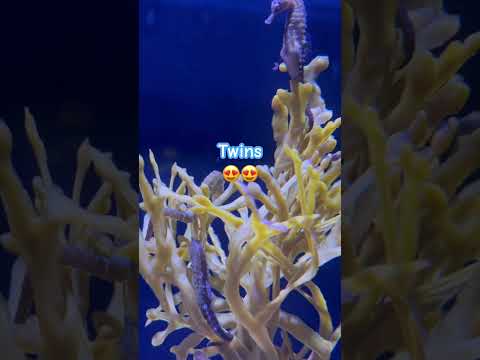 Seahorse Daddy Gives Birth!