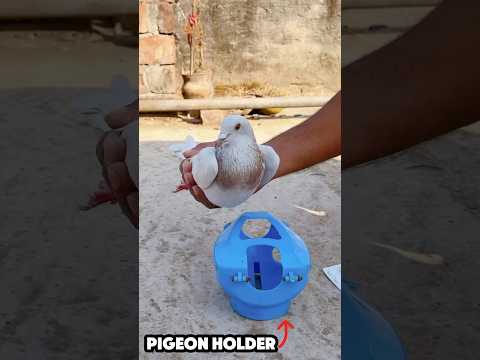 How to use a pigeon holder 🕊️✅ || #pigeon #kalapati #kabutar #shorts