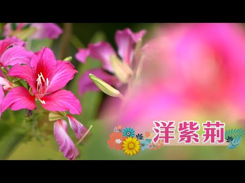 【賞花101】洋紫荊 【Appreciation of Flowers 101】Hong Kong Orchid Tree