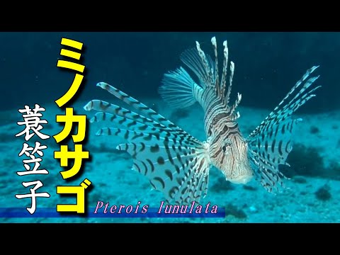 【 ミノカサゴ 】美しい毒のヒレ　Pterois lunulata