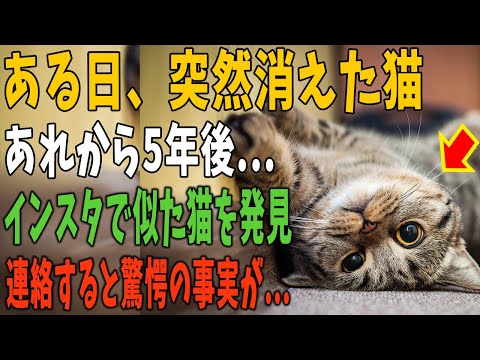 【猫の不思議な話】ある日突然僕の前から消えた猫。5年後、なんとインスタに似た猫の写真を発見。飼い主に連絡すると、驚きの事実が判明…「そうだったのか…」【朗読】