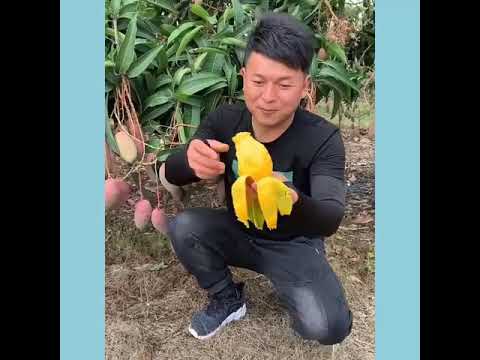 Fruit farms in China   Eating fresh fruit on farm #1