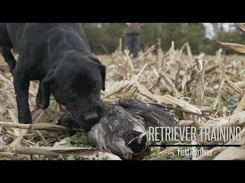 Field Retriever Drills for Your Labrador with Brookstone Kennels