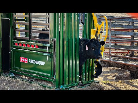 Vaccinating 30 Calves Alone! | Arrowquip Q-Catch 74 Series Chute