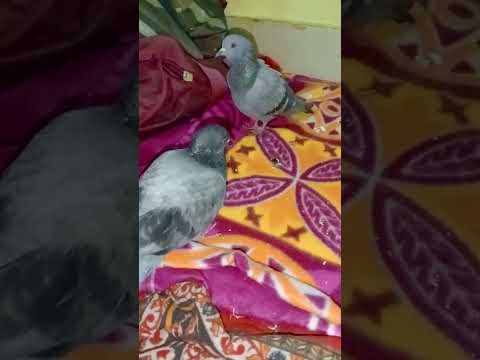 Chulbul is fighting with other Rescued Birds #trending #kabootar #pigeon #viralvideo #youtubevideo