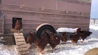 Heritage Poultry: the Buckeye